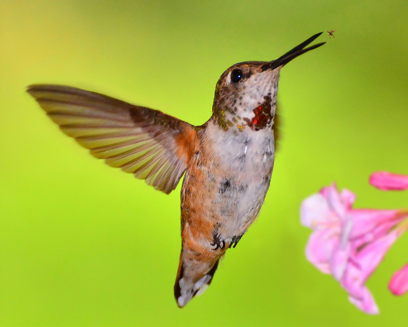 Female Rufous Hummingbird catching an insect