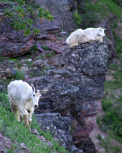 Wild Goats, Rocky Mountain Goats