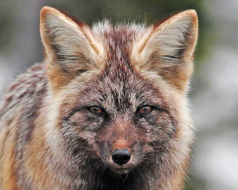 Red Fox portrait
