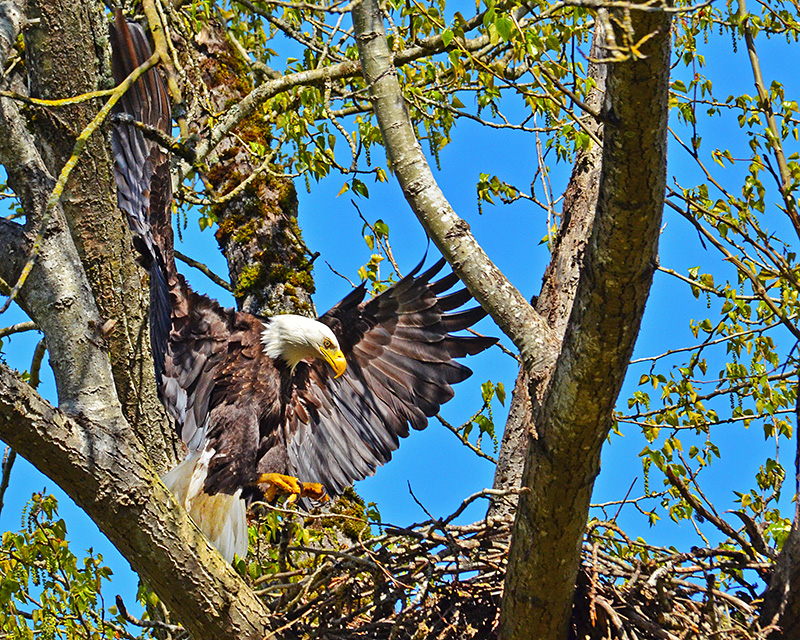 Bald Eagle landing in nest