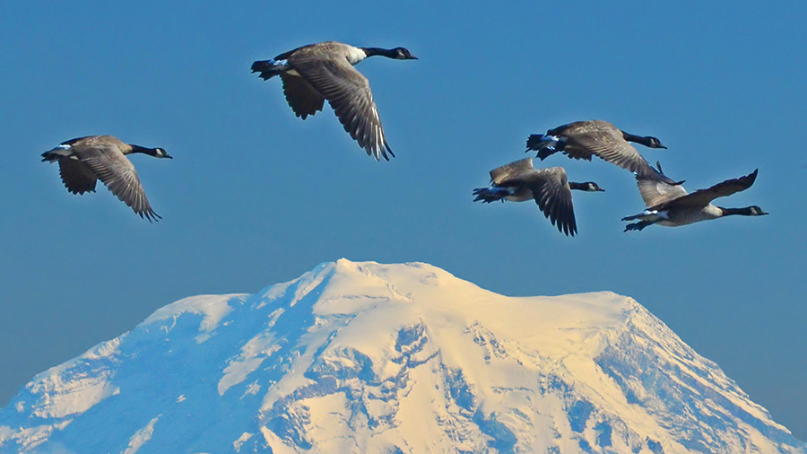 Geese family flight