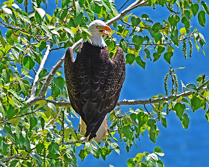 Bald Eagle on branch
