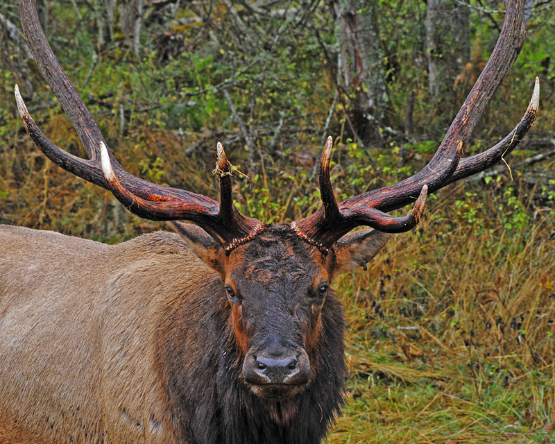 Massive Bull Elk near Mt Rainier