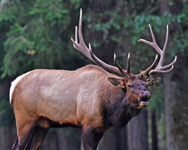 Elk Bugling, Massive Bull Elk near Mt Rainier