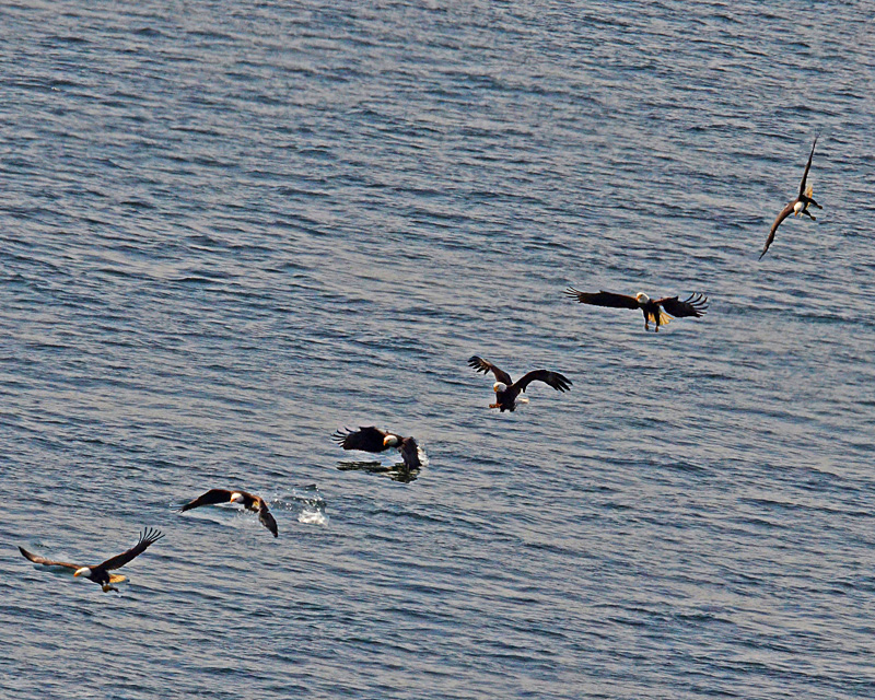 Bald Eagle fishing, The Catch by a Bald Eagle