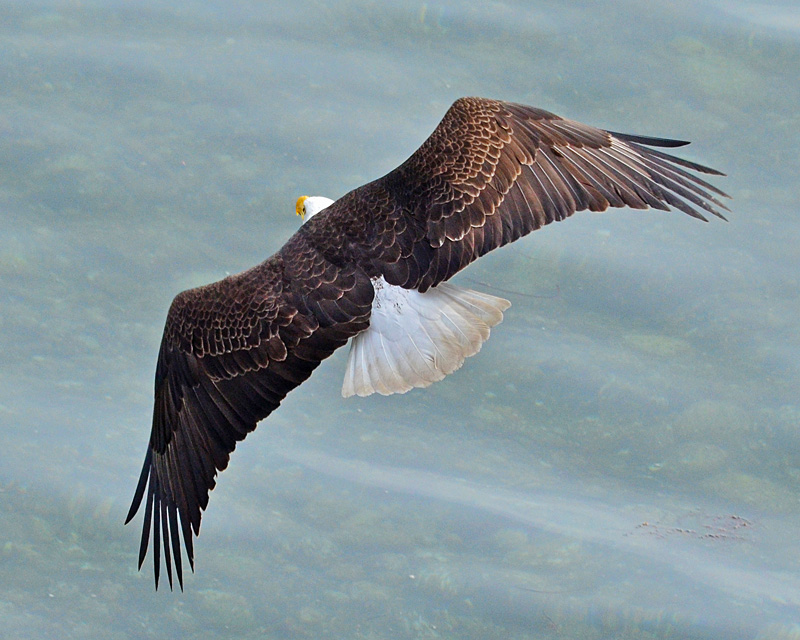 Bald Eagle at Orca Island