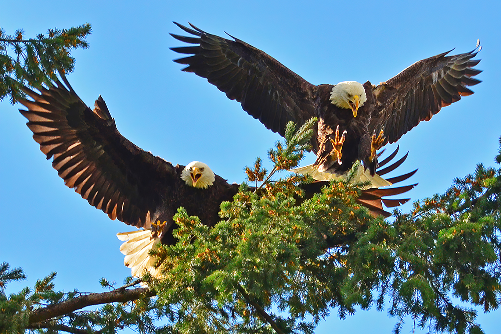 Bald Eagles landing on branches