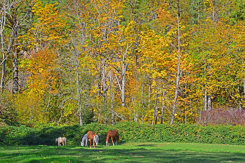 Horses in Fall