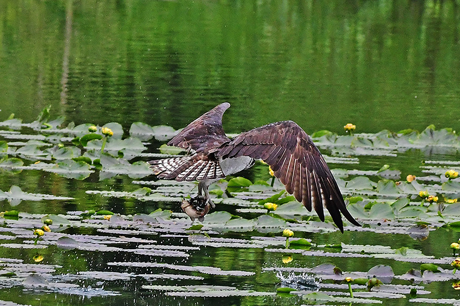 Moskovita Photography