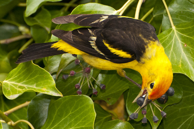 Yellow Finch eating berries