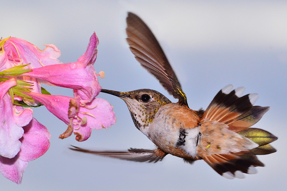 Female Rufous Hummingbird at flowers