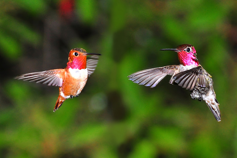Anna and Rufous Hummingbirds fighting