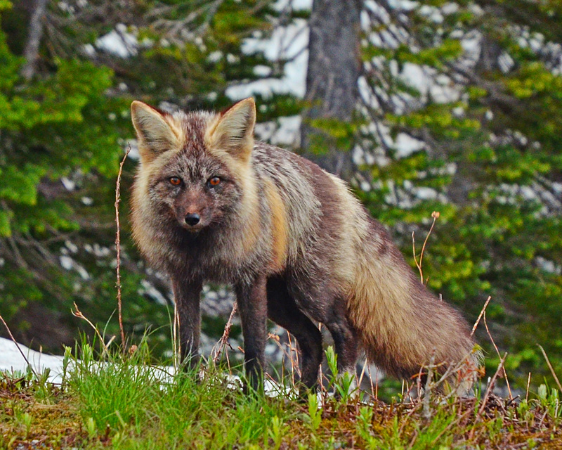 Fox in Mt Rainier National Park