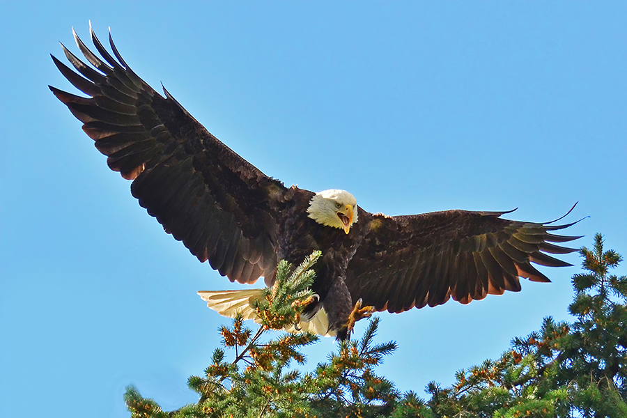 Bald Eagle landing in tree