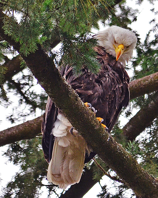 Female Bald Eagle on branch