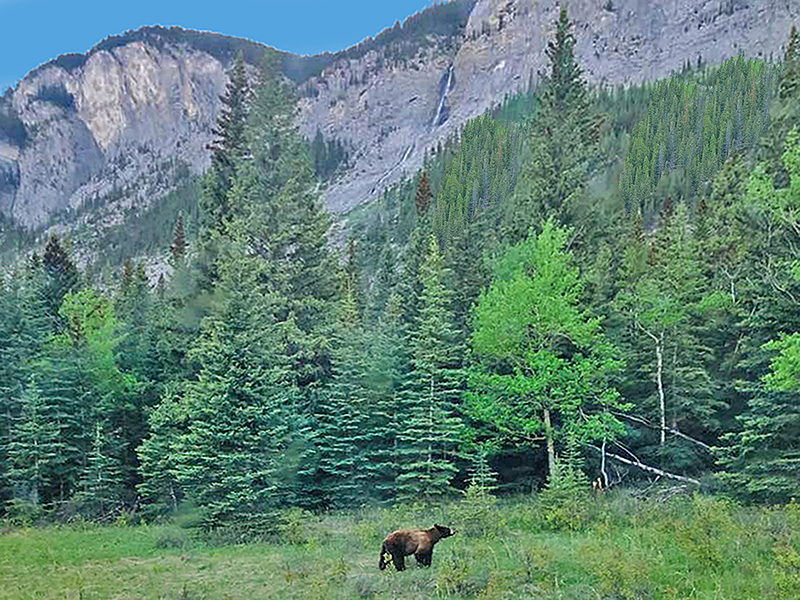 Banff_Bear-0a-web.jpg