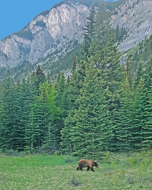 Banff_Bear-2.jpg