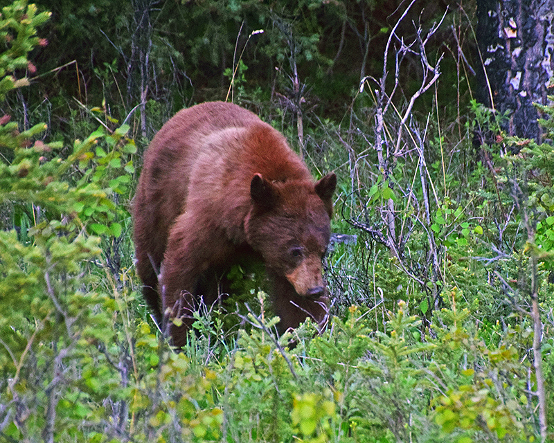 Banff_Bear-4.jpg