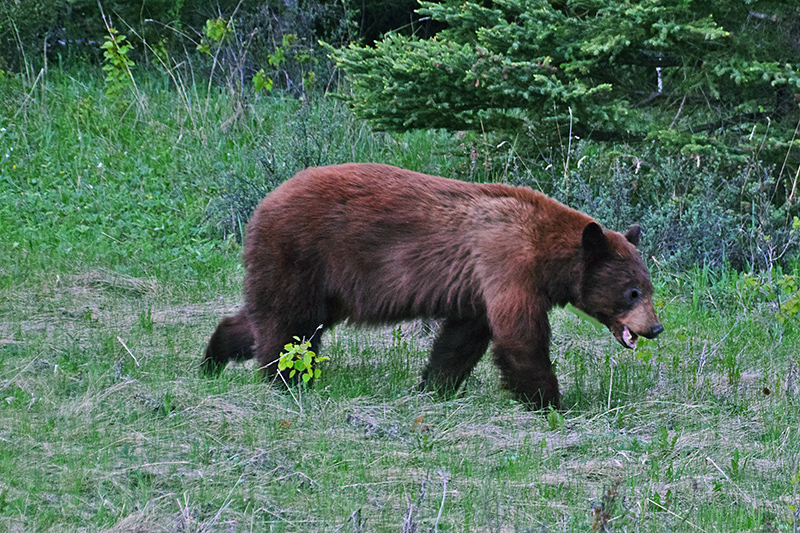 Banff_Bear-5.jpg