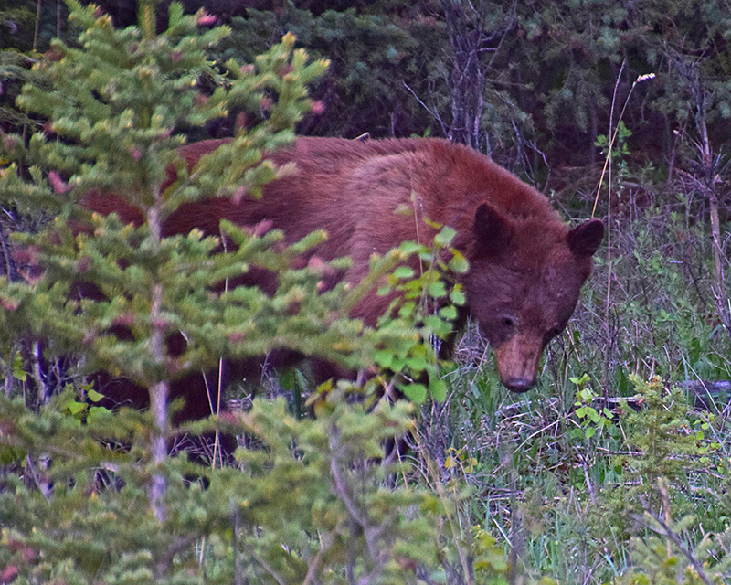 Banff_Bear12-web.jpg