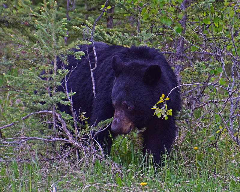 Banff_Black_Bear0-web.jpg