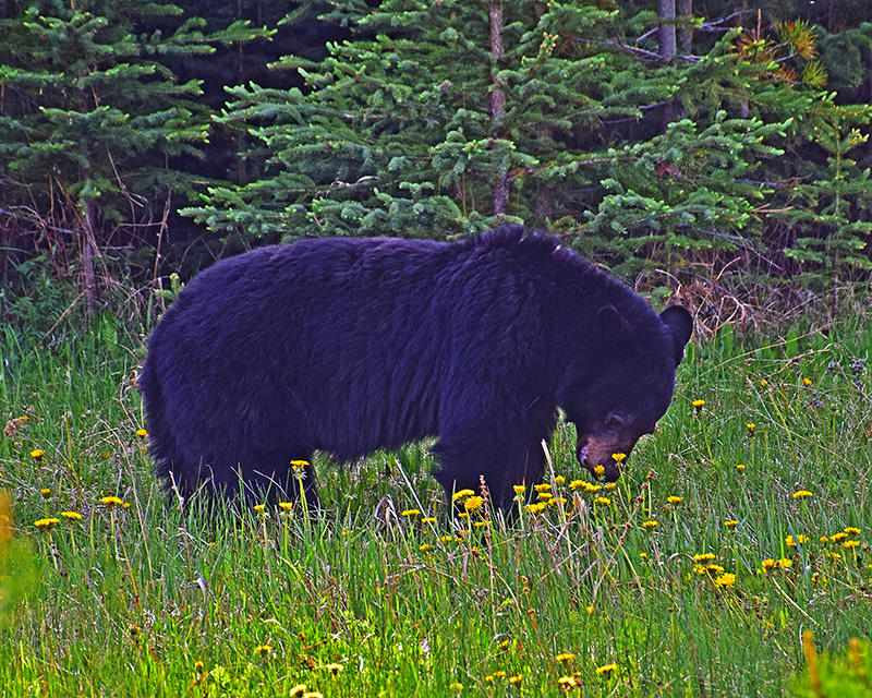 Banff_Black_Bear1.jpg