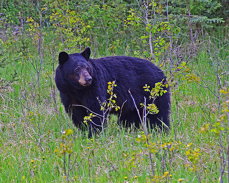 Banff_Black_Bear2.jpg