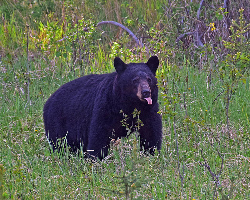 Banff_Black_Bear3-web.jpg