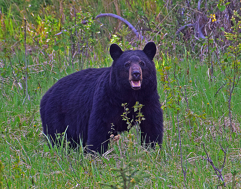 Banff_Black_Bear4.jpg