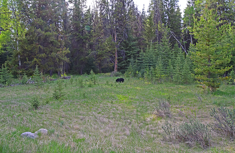 Banff_Black_Bear6-web.jpg