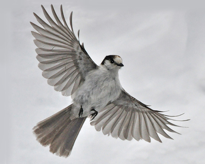 Grey Jay in flight at Crater Lake