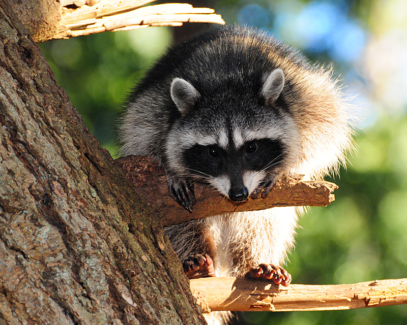 Racoon up a tree