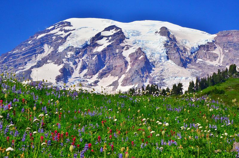 Mt Rainier Blooms