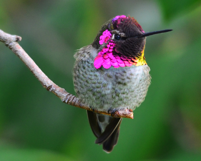 Male Anna Hummingbird on branch