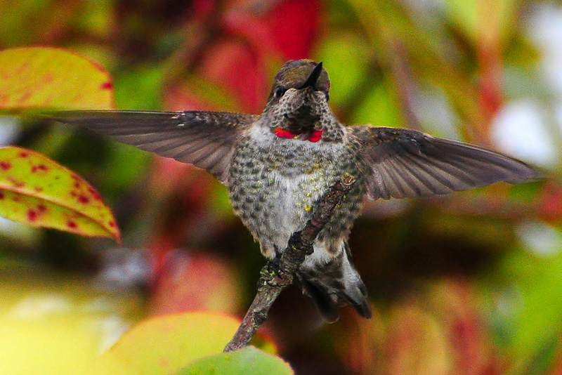 Fall and Hummingbird