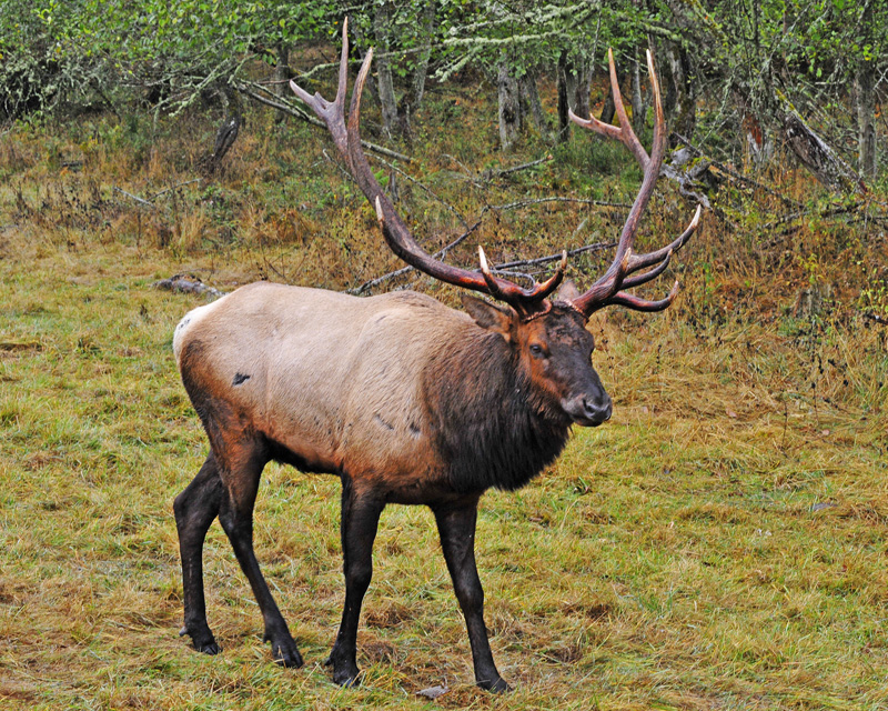 8x7 Bull Elk near Mt Rainier
