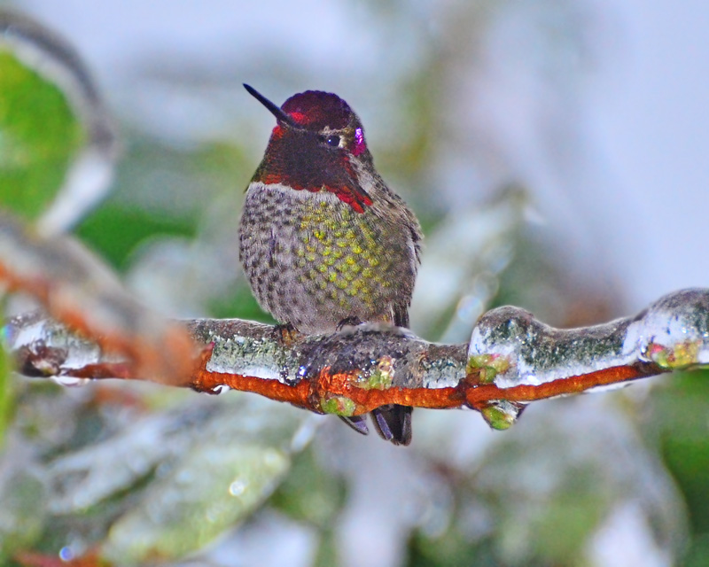 Rufous Hummingbird in ice storm
