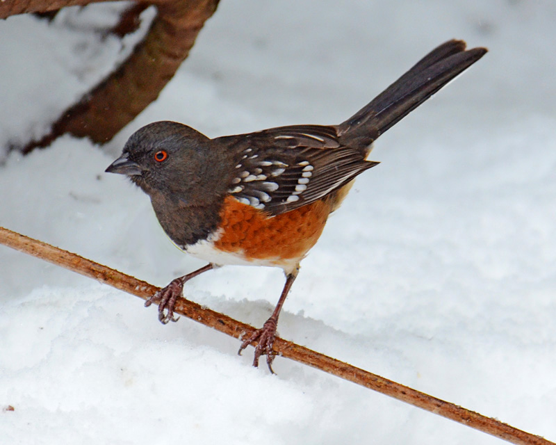 Spotted Towhee in winter