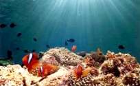Apo Island Resort